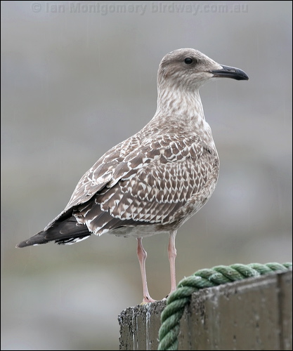 European Herring Gull herring_gull_20174.jpg