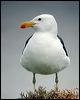 kelp_gull_04747