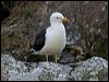 kelp_gull_122127