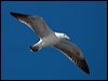kelp_gull_122967