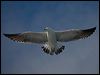 kelp_gull_122968