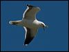 kelp_gull_126424