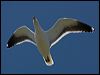 kelp_gull_126429