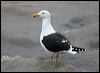 kelp_gull_27897