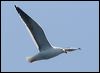 kelp_gull_44332