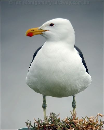 Kelp Gull kelp_gull_04747.psd