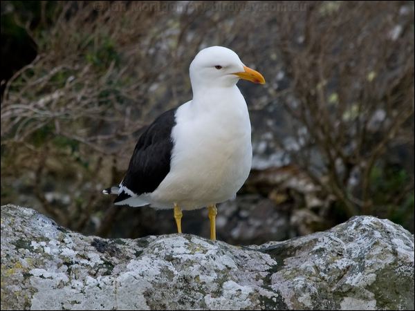 Kelp Gull kelp_gull_122127.psd