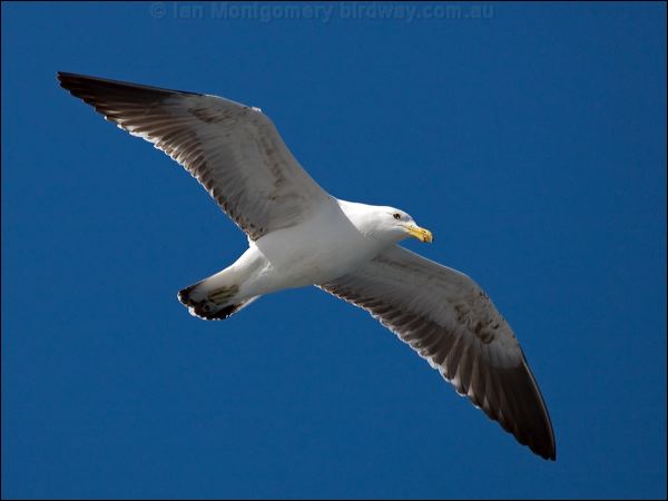 Kelp Gull kelp_gull_122967.psd