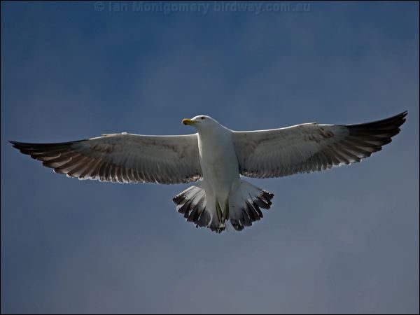 Kelp Gull kelp_gull_122968.psd