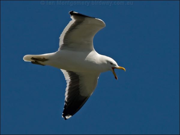 Kelp Gull kelp_gull_126424.psd