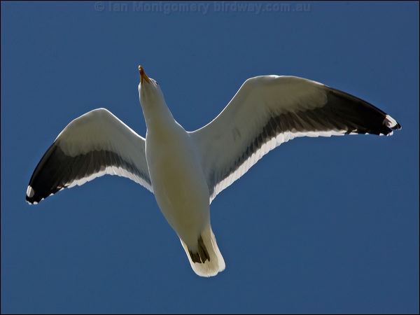 Kelp Gull kelp_gull_126429.psd