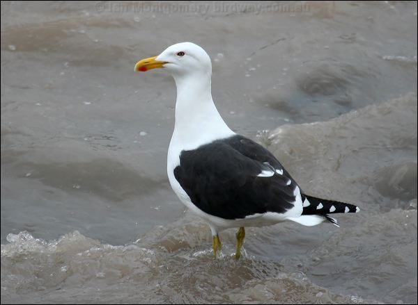 Kelp Gull kelp_gull_27897.psd