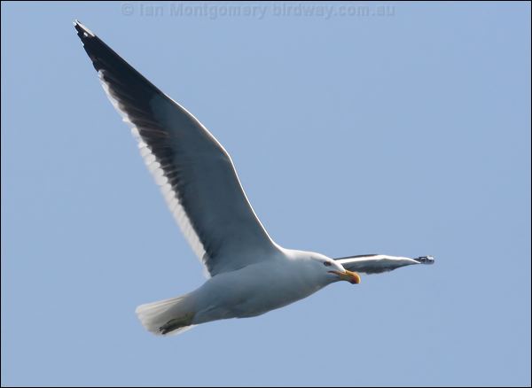 Kelp Gull kelp_gull_44332.psd