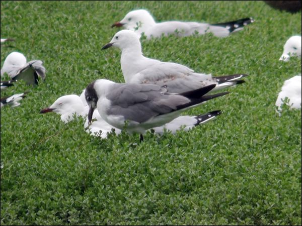 Laughing Gull laughing_gull_15494.psd