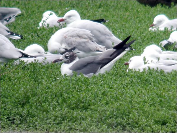Laughing Gull laughing_gull_15509.psd