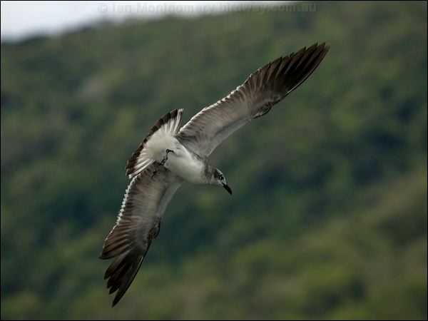 Laughing Gull laughing_gull_84362.psd