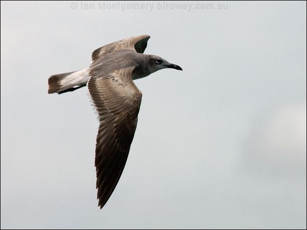 Laughing Gull laughing_gull_84371.psd