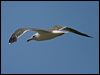 lesserblackbackgull19490