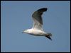 lesserblackbackgull19505