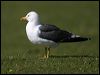 Click here to enter gallery and see photos of Lesser Black-backed Gull