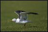lesserblackbackgull19554