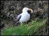 lesserblackbackgull52200