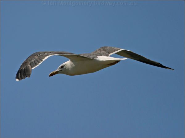 Lesser Black-backed Gull lesserblackbackgull19490.jpg