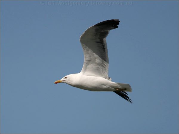Lesser Black-backed Gull lesserblackbackgull19505.jpg