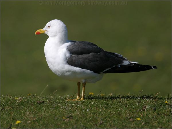 Lesser Black-backed Gull lesserblackbackgull19553.jpg