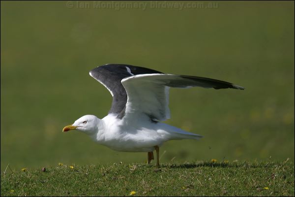 Lesser Black-backed Gull lesserblackbackgull19554.jpg