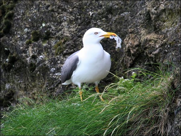Lesser Black-backed Gull lesserblackbackgull52200.jpg