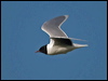 little_gull_143255