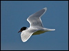 little_gull_143257