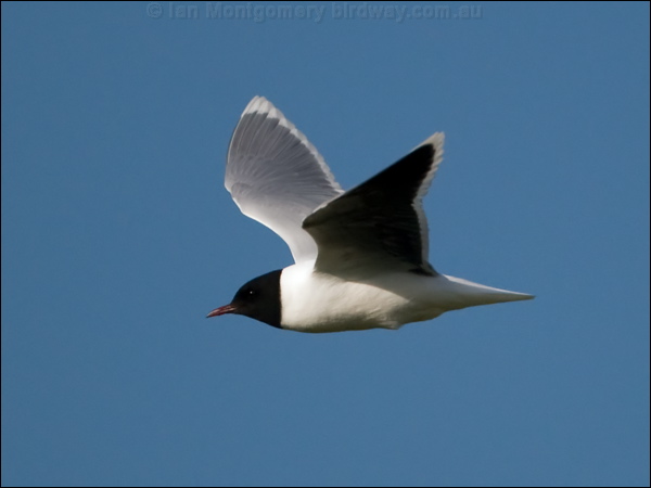 Little Gull little_gull_143254.psd