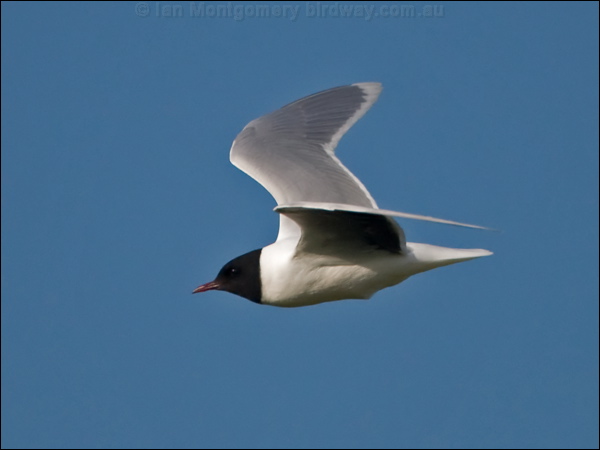 Little Gull little_gull_143255.psd