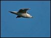 mew_gull_143213