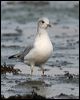 mew_gull_19658
