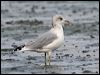 mew_gull_19660