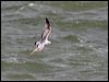 mew_gull_51748