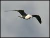 mew_gull_51763