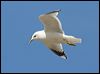 mew_gull_52589