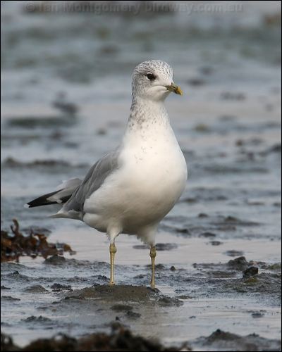 Mew (Common) Gull mew_gull_19658.psd