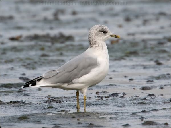 Mew (Common) Gull mew_gull_19660.psd