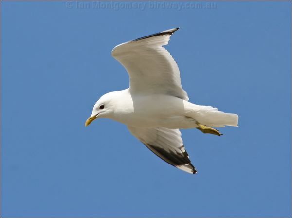 Mew (Common) Gull mew_gull_52589.psd