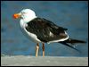 pacific_gull_10307