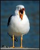 pacific_gull_10316