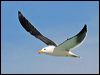 pacific_gull_38394