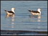 pacific_gull_38452