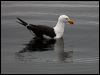 pacific_gull_85584