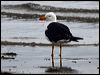 pacific_gull_85657